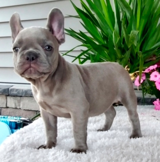 comprar cachorros sanos, baratos y asequibles para la venta